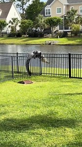 Ever seen an alligator climb a fence me neither | Hi-tech Gadgets