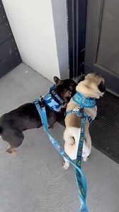 Oh hey.. We went to Knox Vet Clinic and saw Dr Sharon yay.. Dr Sharon said we are very handsome good boys.. She checked out Mogwai’s ear and said it’s looking great and revaccinated him as he has a furever home to fill with joy.. Watson had the large tumour on/in his bum (anal gland tumour/perianal gland tumour) checked over to work out what we should do… He needs to see a specialist surgeon for it to be removed and most likely firstly needs a CT scan to go through… He has BOAS and high grade lu