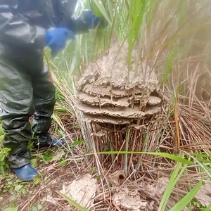 Facing Murder Hornets 🐝 Clearing a Giant Hornet Nest! | Bees Reels