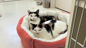 36 reactions | Meet Meg and Pepper! Hi there, we're Meg and Pepper,...