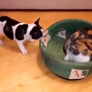 1.9K views · 98 reactions | #fun LOGO | Afinal, quem é que manda? Fonte: Cute Animal Vines | Seguros LOGO | Facebook