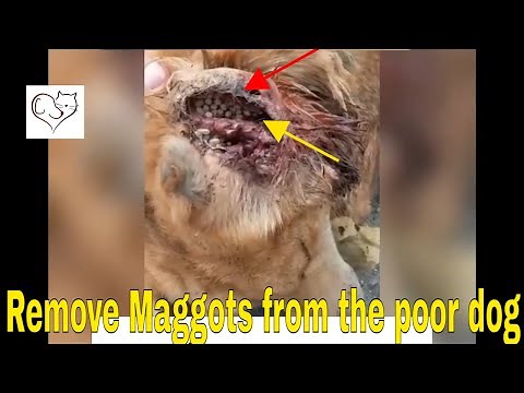 Remove Maggots from poor dog