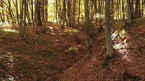 Anul 2023 s-a dezvăluit ca un an de foc, cu recorduri termice în ultimii 200 de ani. În contextul Zilei Mondiale a Rezervațiilor și Parcurilor Naturale, ne îndreptăm privirea spre starea actuală a planetei. În fața schimbărilor climatice, angajamentul nostru de a proteja pădurile din Munții Făgăraș rămâne de neclintit, iar ideea unui Parc Național în Munții Făgăraș devine o ancoră importantă pentru siguranța noastră în ziua de mâine. | Conservation Carpathia