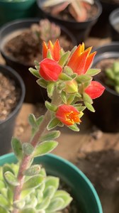 Echeverria Setosa florecida | Vivero Jardín Jade