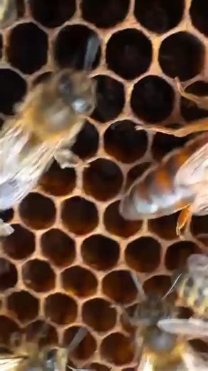 9.7K views · 207 reactions | #Queen #bee #bees | Honey Apple Farm | Facebook