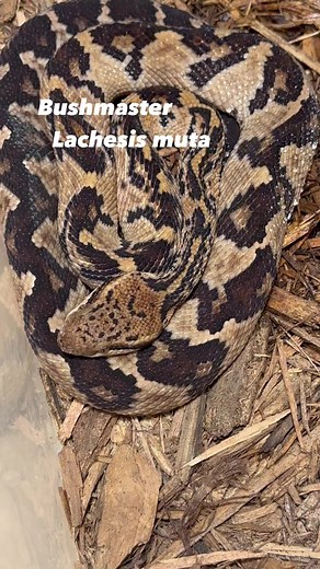 20K views · 273 reactions | Kentucky Reptile Zoo on Reels | Facebook