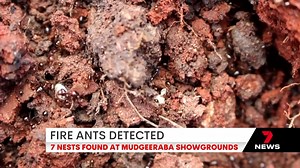 The fire ant scourge on the Gold Coast is spreading as the pests continue to march across the city. Seven nests were detected at Mudgeeraba Showgrounds, which have since been treated by council members. 7NEWS Gold Coast at 5.30pm and 6pm. More local news: 7news.com.au/news/gold-coast #7NEWS | 7NEWS Gold Coast | Facebook