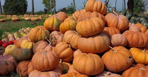 The Key Ingredient | Hey Pumpkin | Season 1