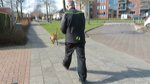 Check out this video of Dick and his tracking dog working on a hard surface. 🐾 We train tracking dogs for real-life scenarios, including tracking down criminals or missing persons. During training, we challenge our dogs by working in residential areas with a lot of distractions, scents, and other tracks that can make it difficult for the dog to stay on track. We use small objects with the same scent as the target to train the dog to follow the trail. This helps make real-life searches easier si