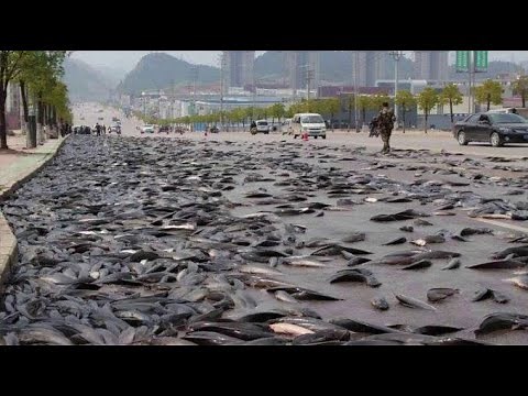Amazing Fish Rain 2021 | Fish rain-india | World's Most Mystery
