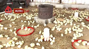 Did you know that using chick paper to cover a portion of the brooding area for feed administration can be beneficial? (You can cover about 80%). Chick paper encourages early feed and water intake, enabling chicks to achieve 7-day target weights. As chicks move about, they make soft muffled crackling sounds thereby attracting them to feed and water placed on the paper. Additionally, it helps prevent chicks from consuming litter material, ensuring a better start. #RossBreeders #NUTRIFeeds | Nutri