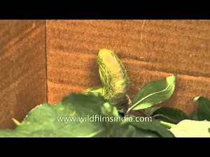 The Indian Moon Moth Caterpillar