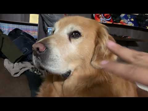 ゴールデンレトリバーと変態飼主の黄金の日々