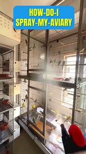 How to Clean your Aviary: Remove birds and transfer them to a temporary cage. Sweep out droppings, feathers, and debris. Disinfect surfaces using bird-safe cleaner or vinegar-water mix, and scrub thoroughly. Clean perches, toys, and dishes with hot water and soap, then disinfect. Replace bedding or liners at the bottom of the aviary. Wash food and water bowls daily, and disinfect regularly. Reassemble the aviary, ensuring everything is dry before returning your birds. Perform daily spot-cleaning