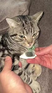 仮病のお友達｜猫が仮病をする理由と見分け方