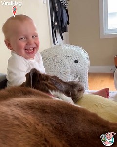 Don't worry sources say he was still laughing even after the fall! 😂🐶🎞 | ViralHog