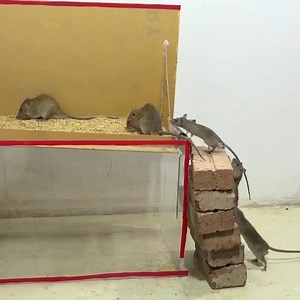 4.7K views · 51 reactions | Never Seen This Kind of Mouse Trap | Tibe Movie | Facebook