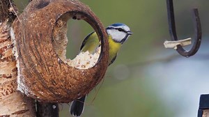 56 reactions | Great Tit Bird Eating from Coconut Shell Wincent u0ECG #bird #nature #wildlife | HAWI Studios | Facebook