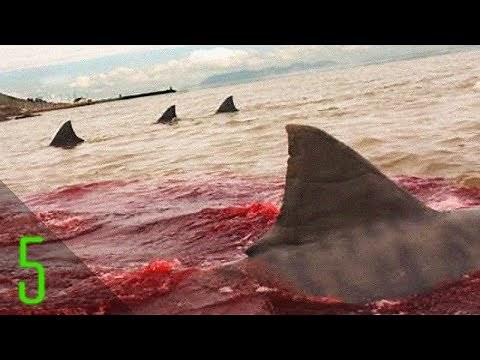 5 Unbelievable Shark Attacks That Actually Happened