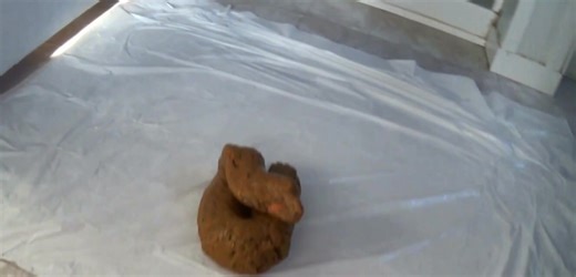 Hot poop comp - video 2