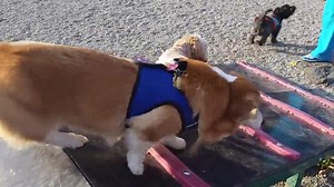 84 reactions | I miss frapping in the park! | The Amazing Adventures of Hazel Bear | Facebook