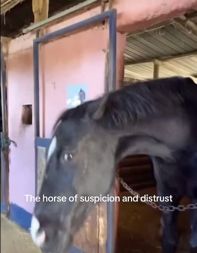 The Horse of Suspicion and Distrust Explained