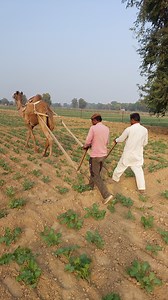 Camel farming in Rajasthan | Agriculture farmer