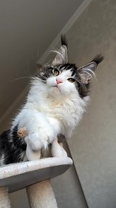 Girl polydactyl 66/66#mainecoonsofinstagram #mainecoonkitten #mainecoonworld #mainecoon #kittens #cats #kitten #cat #mainecoonkittens #mainecoonhouse #mainecoonlife #zenithmainecoons #mainecoonbreeder #mainecoonlovers #mainecooncat #mainecooncattery #mainecoons | Maine coons kittens for adoption and rehoming