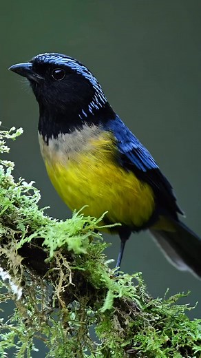 🐦🌸 Yellow-breasted Mountain Sparrow in Colombia. 💐🦜 #JennyVM #GJWPets #GJWBirds | Hummingbirds pecies In Nature