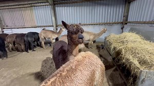 1.2K views · 188 reactions | Clary, pregnant to Snowdon. Due 11thJune | Mullacott Alpacas | Facebook