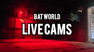 Did you know we have live 24/7 bat cams? That's right, you can look in on the bats anytime of day or night, and see what they are up to. Right now? They are probably having dinner and gossiping about their caretakers. https://batworld.org/bat-cams/ | Bat World Sanctuary