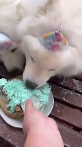 Teddy is 4 today!!! We can't believe what a big and beautiful bear he has become. This year he wanted a Care Bears cake; maybe it was to let the baby scare bears know he's a gentle and fun bear. We wonder if it worked 😁 | Poppet and the Wolf Pack