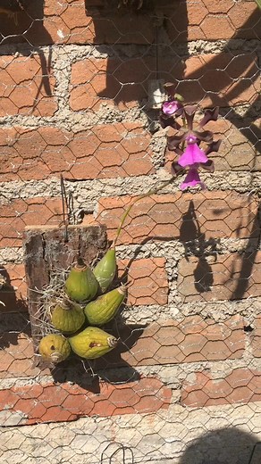 Orquídea Encyclia cordigera #orchid #plants #flowers | Orquídeas mexicanas: descripcion y manejo