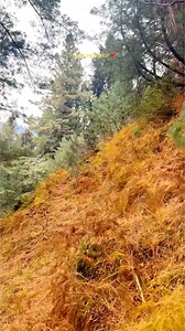 34K views · 1K reactions | Yeh Dil Aur Unki Nigahon Ke Saaye | Nature Explore | Facebook