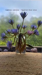 📸: @sunandmoonsound #bluelotus #egyptianbluelotus #meditationflower #inbloom | Goddess Provisions