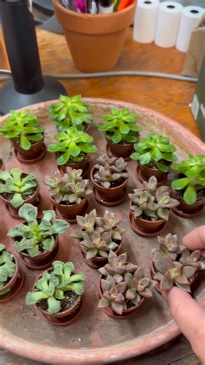 20K views · 1.3K reactions | We just got in a new load of terrarium-sized houseplants, and just look at these cute little succulents!! So sweet! #cute #fun #terrariums #succulents | Andrews Seed Co. | Facebook