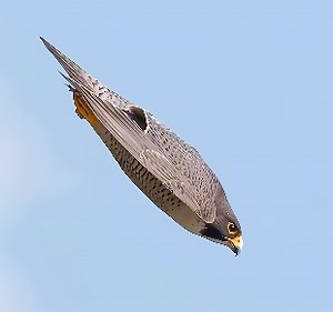 Engineers copy nature