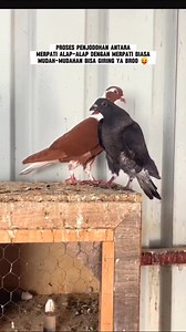 Alap alap x merpati | Anza Ku