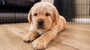 43K views · 7.3K reactions | All Of The Cutest Puppies From June! | Life With Labradors | Facebook