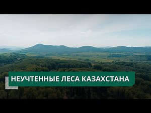 Неучтённые леса Казахстана