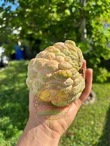 How To Grow A Sugar Apple Tree In Florida - Garden Florida