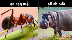 887K views · 20K reactions | ကမ္ဘာပေါ်ကိုလူသားတွေထက်အရင်ဆုံး...