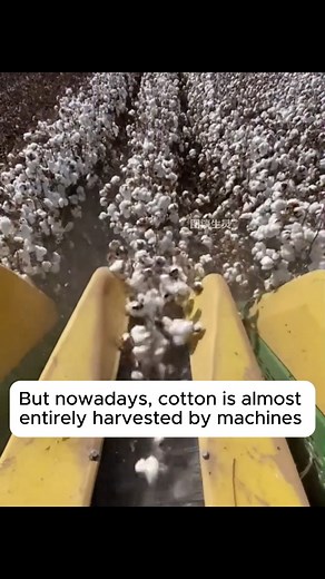 Harvesting and processing cotton fiber #gardeningcommunity #gardenloversclub #gardenaddict #gardeners #gardenerslife | Garden Planing