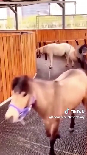 Wildlife Thug Life Animals Video Compilation