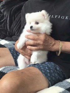 Pomsky Puppies For Sale in Port Charlotte.....