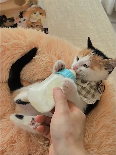 Kitten Drinking Milk from Bottle — Cute Cat Feeding Moment