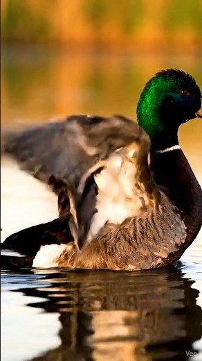 Elegant male Falcated Duck displaying iridescent green feathers on a calm lake #nature #cute #shorts