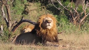 9.5K views · 943 reactions | Male lion sniffing the cool blowing breeze of the African Bush Kingdom #safari #wild #wildanimals #wildlife #nature #animal #naturelover #lions #travel #Amazing #lionking #borntobewild #leo #lions | African Bush Kingdom | Facebook