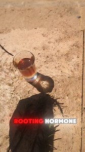 Using Honey as a rooting hormone. #rosemary #rootinghormone | Survival Gardener