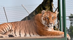 8.7K views · 853 reactions | Lakota, the Ti-Liger likes to be lazy -...